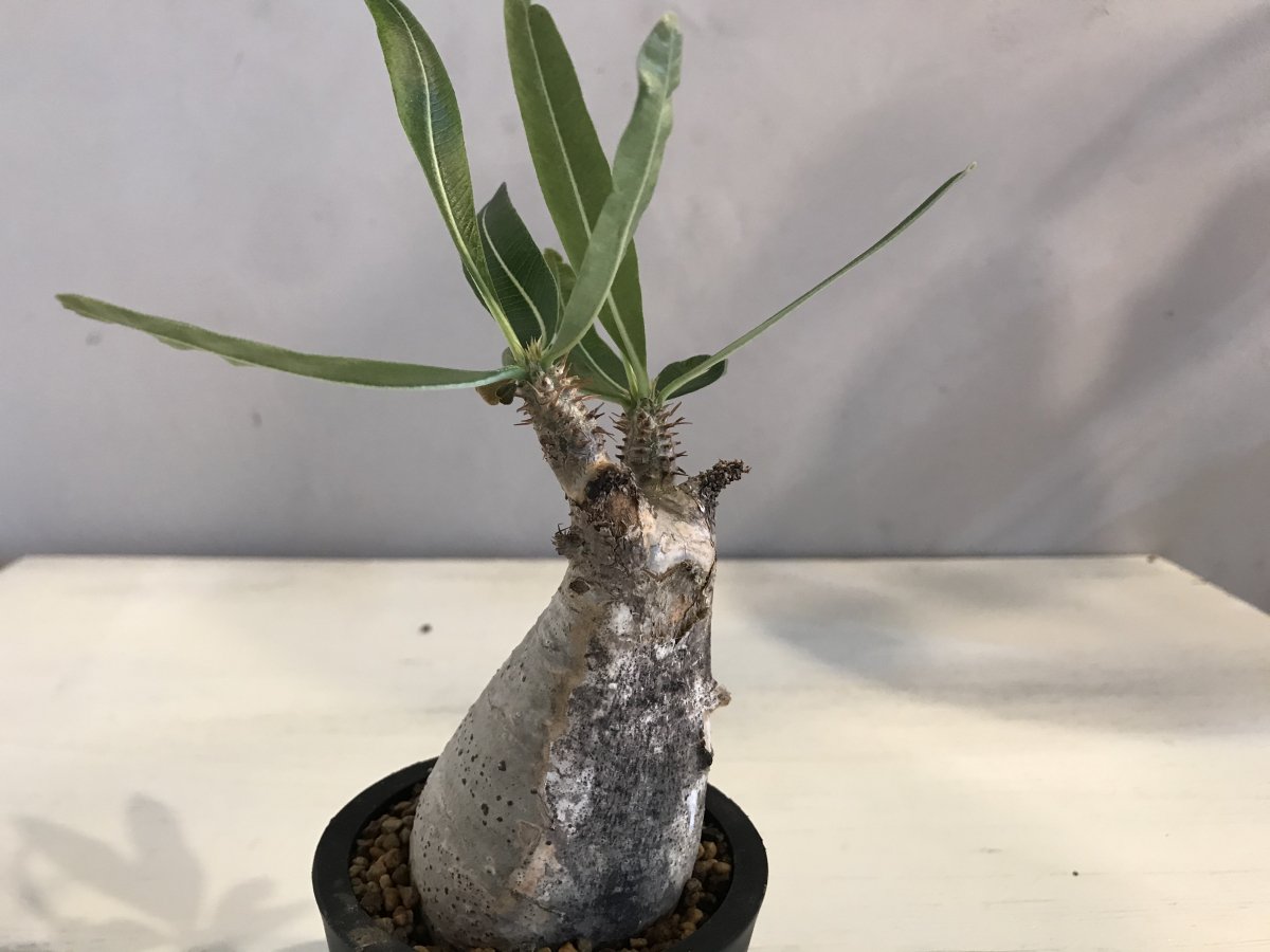 Pachypodium Graciliusーパキポディウム・グラキリスーG220253