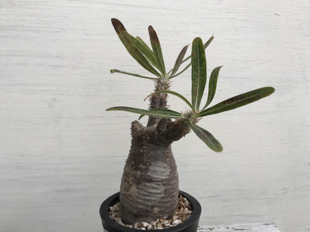 Pachypodium Graciliusーパキポディウム・グラキリスーG220263