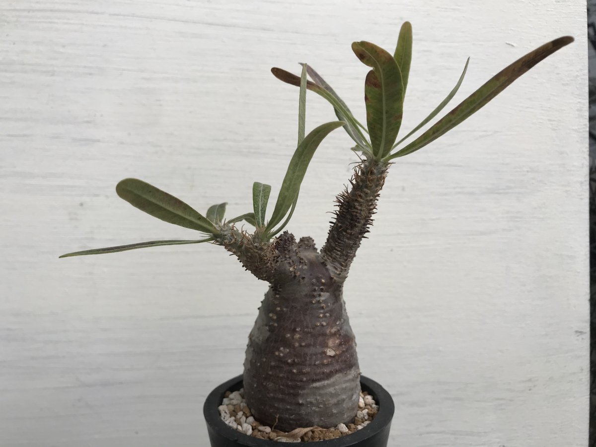 Pachypodium Graciliusーパキポディウム・グラキリスーG220263