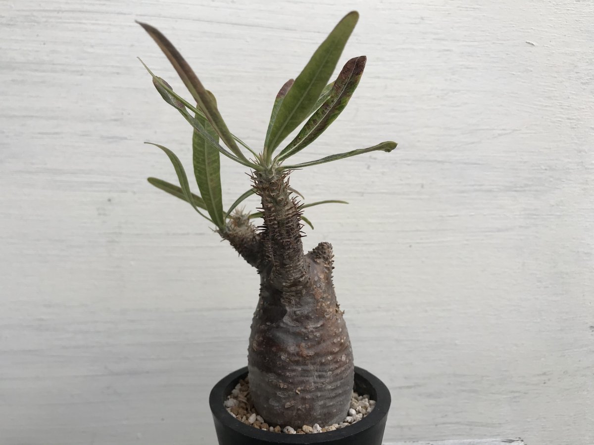 Pachypodium Graciliusーパキポディウム・グラキリスーG220263