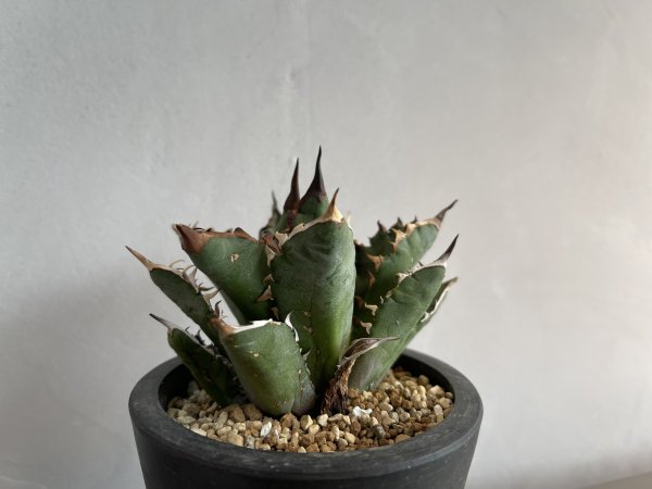 Agave Red Venome