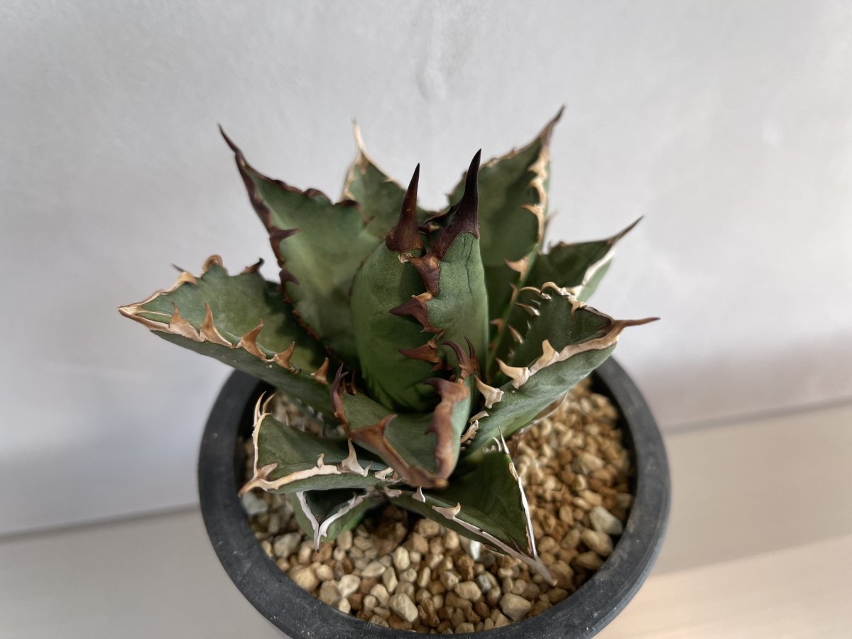 Agave Red Venome