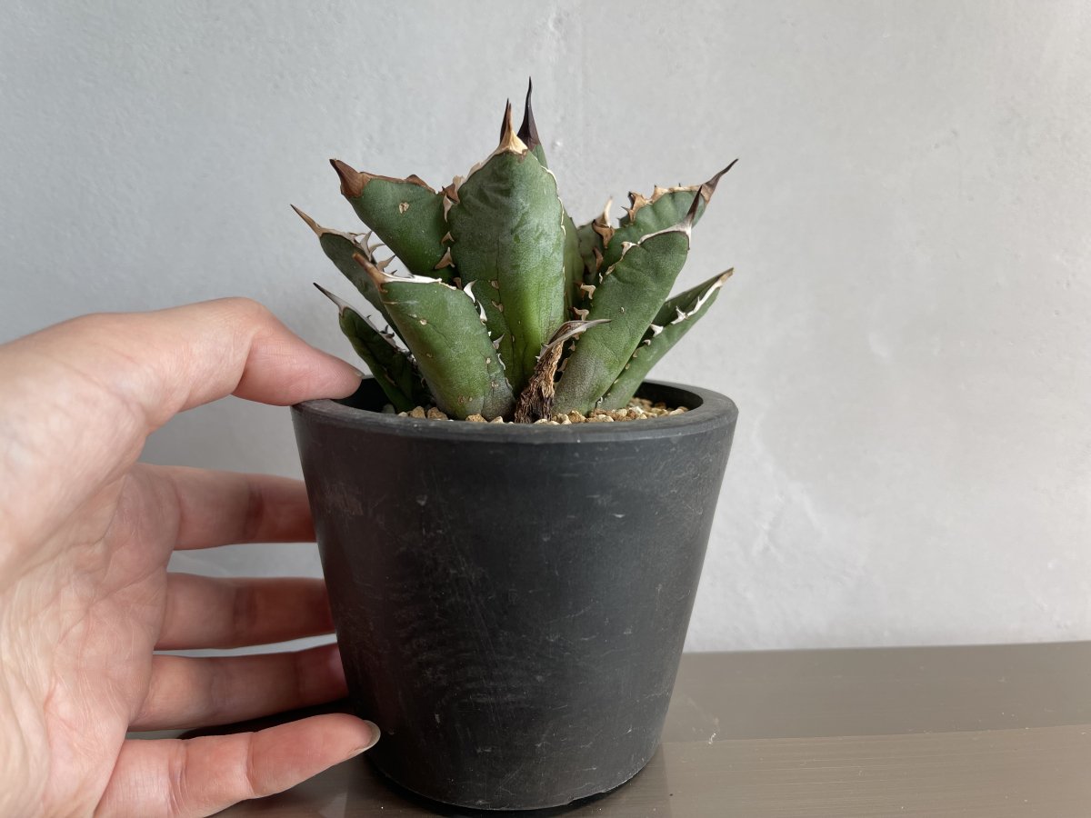 Agave Red Venome