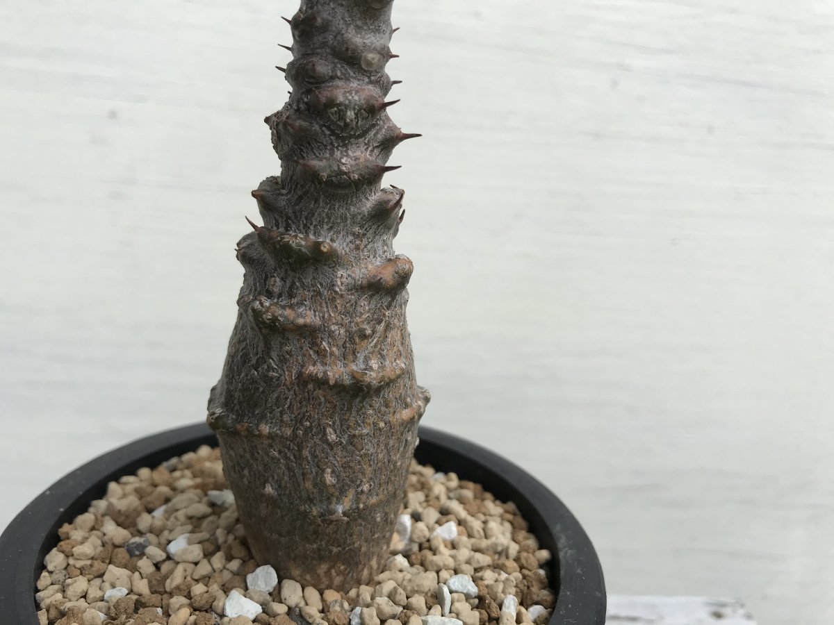 Pachypodium windsorii ーパキポディウム ウィンゾリーno.P230036